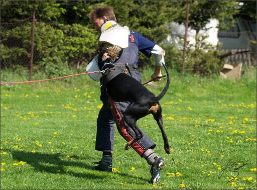 Dogs in training 5/2008